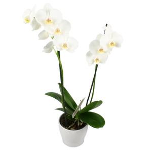 Orchidée phalaenopsis blanc